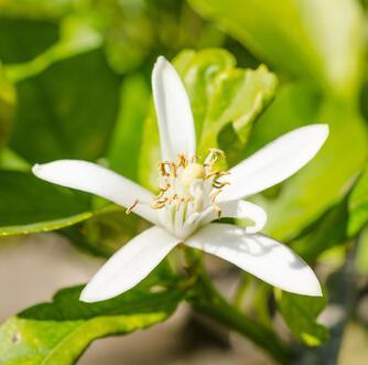 Guía de la Floración en España 2017 Guía de la Floración en España 2017