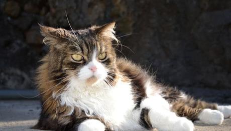 La Presencia De Problemas De La Piel En Gatos. Las Causas De Este Problema En Nuestra Mascota. problemas de piel en gatos