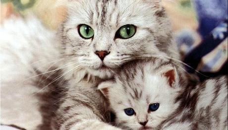 La Presencia De Problemas De La Piel En Gatos. Las Causas De Este Problema En Nuestra Mascota. tres enfermedades comunes en los gatos