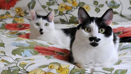 Cuáles Son Los Tratamientos Adecuados Para Los Gatos Que Sufren De Diabetes. diabetes en gatos tratamiento