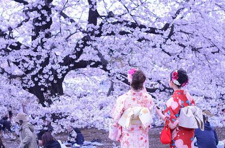 Sakura Sakura