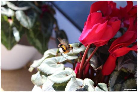 Proyecto fotográfico de la A a la Z (2ª ed.): Con la F de Flores