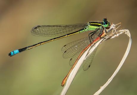 Dragonfly, el Primer Dron Biológico Resultado de imagen para libelula