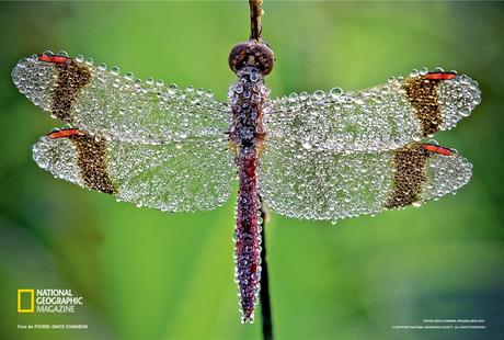 Dragonfly, el Primer Dron Biológico Resultado de imagen para libelula