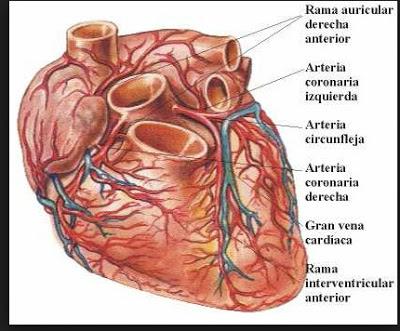 El Corazón