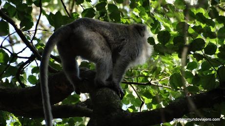 Bali; paseando por Ubud