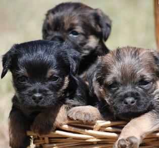 Cómo fotografiar mascotas: perros. Parte 3