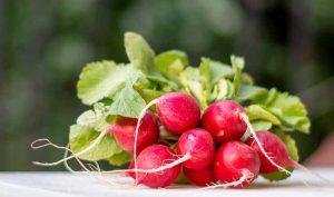 Remedios caseros para fortalecer el sistema inmunológico Remedios caseros para fortalecer el sistema inmunológico