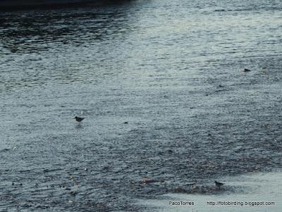 Descenso de aves de paso