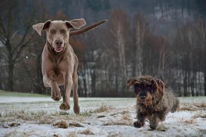 Cómo fotografiar mascotas: perros. Parte 6