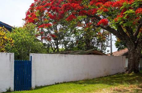 Floresta Nacional de Ipanema