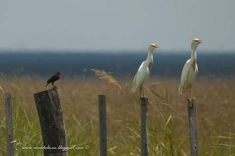 Garcita bueyera (Cattle Egret) Bubulcus ibis