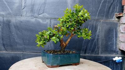 Un Buxus superviviente : 2012-2017.