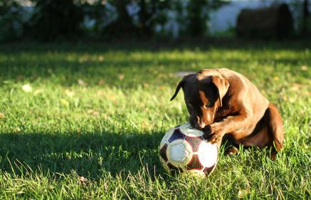 Cómo fotografiar mascotas: perros. Parte 7