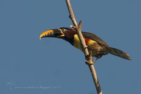 Arasarí fajado (Chestnut-eared Aracari) Pteroglossus castanotis