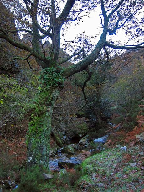 LOS PROFUNDOS VALLES DEL RAIGOSU (Raigosu, Cuadrazales, Forno y L'Gallu)