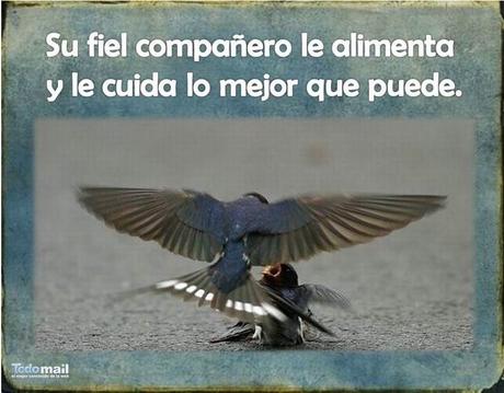 Esta Historia Del Duelo De Una Golondrina Te Conmoverá...