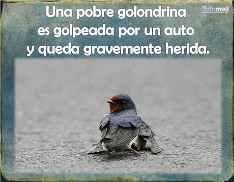 Esta Historia Del Duelo De Una Golondrina Te Conmoverá...