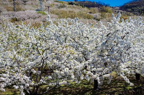 El Valle del Jerte en floración (III). Sumérgete en el mar blanco de cerezos de Valdastillas