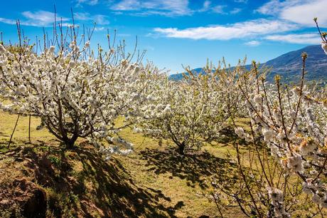 El Valle del Jerte en floración (III). Sumérgete en el mar blanco de cerezos de Valdastillas