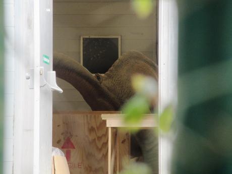 Algunos dinosaurios de Jurassic World 2 se dejan ver Algunos dinosaurios de Jurassic World 2 se dejan ver