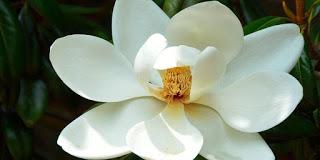 La flor del magnolio (3)