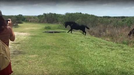 Impactante pelea ¡entre un caballo y un cocodrilo! #Animales (VIDEO) Impactante pelea ¡entre un caballo y un cocodrilo! #Animales (VIDEO)