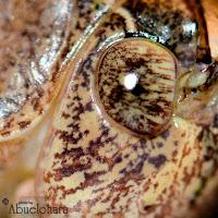 El ojo de un saltamontes como antes no habías podido fotografiar. Fotografia_Macro_Nikon