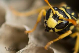 Una diminuta avispa ocupará completamente el campo de visión de la fotografía. Fotografia_Macro_Nikon