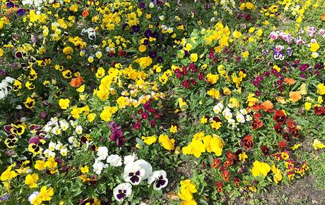 Plan Recomendado: Florecer de Tulipanes – Real Jardín Botánico de Madrid Plan Recomendado: Florecer de Tulipanes – Real Jardín Botánico de Madrid