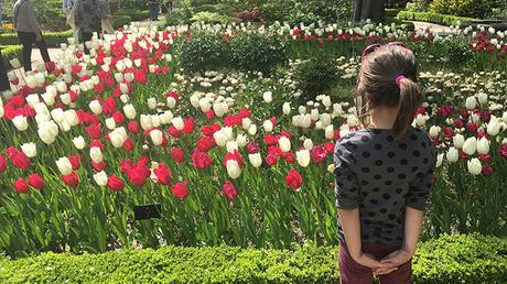 Plan Recomendado: Florecer de Tulipanes – Real Jardín Botánico de Madrid Plan Recomendado: Florecer de Tulipanes – Real Jardín Botánico de Madrid