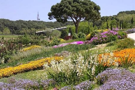 Conoce Todo Acerca Del Jardín Botánico De Barcelona, Un Lugar Imperdible Por Visitar