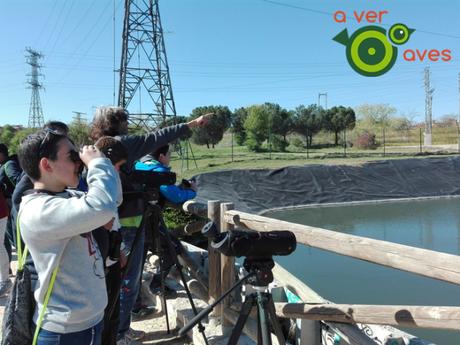 Con las cigüeñas llegó el escándalo