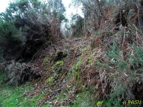 Alto la Corona o Pico La Ablanosa: Escalón en el bosque