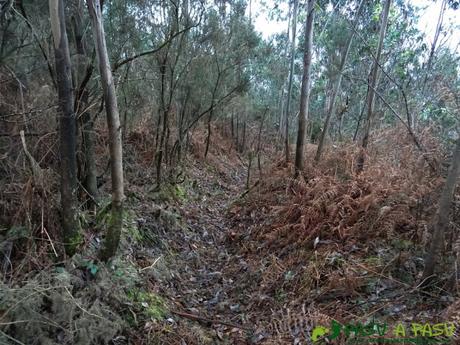 Alto la Corona o Pico La Ablanosa: Sendero entre la vegetación del bosque