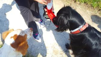 Ruta con perro: Andrín-El Cobijeru (Oriente de Asturias)