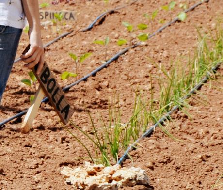 DIY: CARTELES DE MADERA PARA LA HUERTA