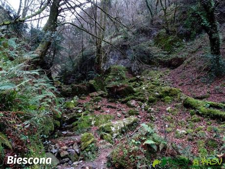 Ruta al PIEDRA REDONDA, PICO GOBIA y LA FORQUITA desde PRADO por la BIESCONA Ruta al Pico Gobia y La Forquita: Hayedo de la Biescona