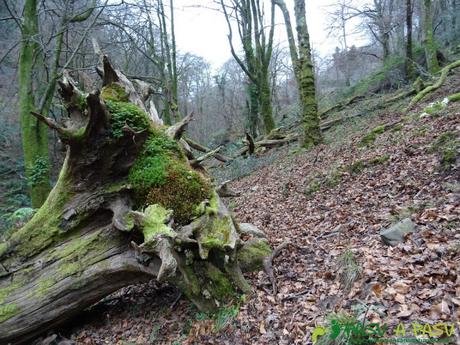 Ruta al PIEDRA REDONDA, PICO GOBIA y LA FORQUITA desde PRADO por la BIESCONA Ruta al Pico Gobia y La Forquita: Haya tirada en la Biescona