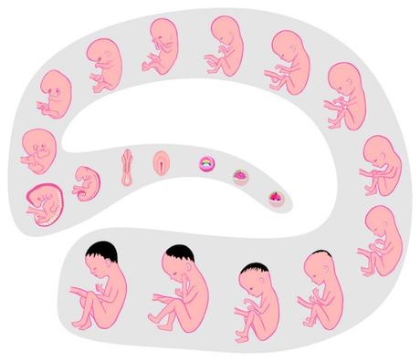Enfermedades neurodegenerativas Estudio encuentra vínculo entre defectos de nacimiento y enfermedades neurodegenerativas
