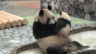 Panda 4.0 Update – Reacciones Panda 4.0 Update – Reacciones