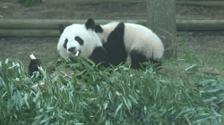 Panda 4.0 Update – Reacciones Panda 4.0 Update – Reacciones