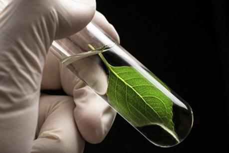 Hoja molecular Hoja molecular