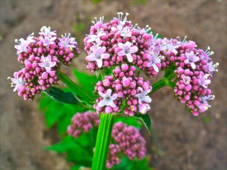 Beneficios de salud de raíz de valeriana: insomnio, ansiedad, estrés e incluso calambres y sofocos Beneficios de salud de raiz de valeriana insomnio ansiedad estres e incluso calambres y sofocos