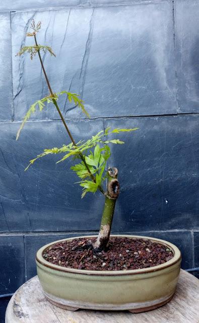 Acer Palmatum Seiryu : de shoin a mame