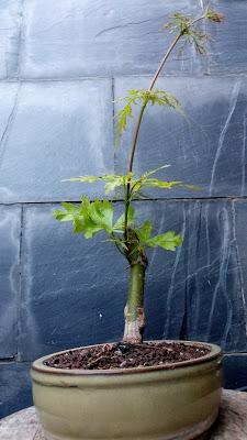 Acer Palmatum Seiryu : de shoin a mame