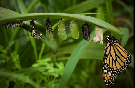 Y justo cuando la oruga pensó que era su final, se transformó en mariposa… Y justo cuando la oruga pensó que era su final, se transformó en mariposa…