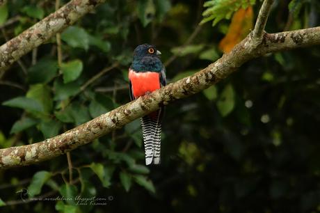 Surucuá aurora (Blue-crowned Trgogn) Trogon curucui Surucuá aurora (Blue-crowned Trgogn) Trogon curucui