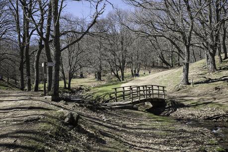 El Castañar del Tiemblo en la Sierra de Gredos El Castañar del Tiemblo en la Sierra de Gredos