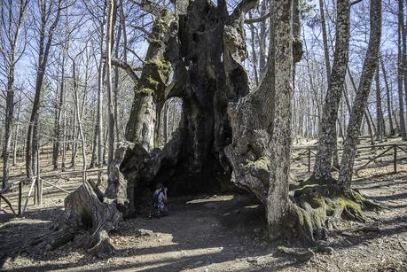 El Castañar del Tiemblo en la Sierra de Gredos El Castañar del Tiemblo en la Sierra de Gredos